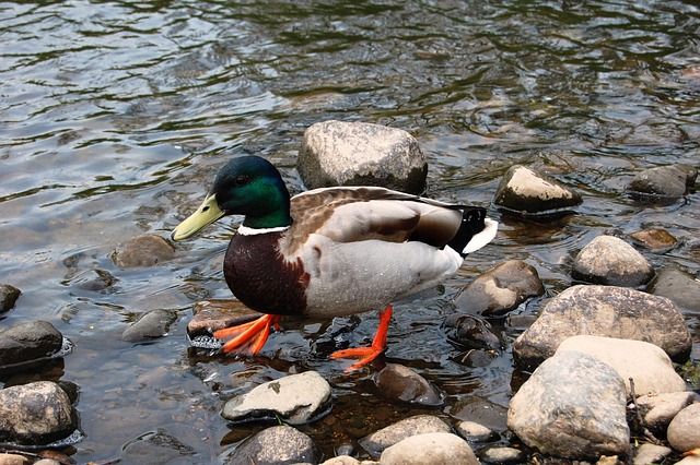 10 tips der gør dig til krydsordsmester