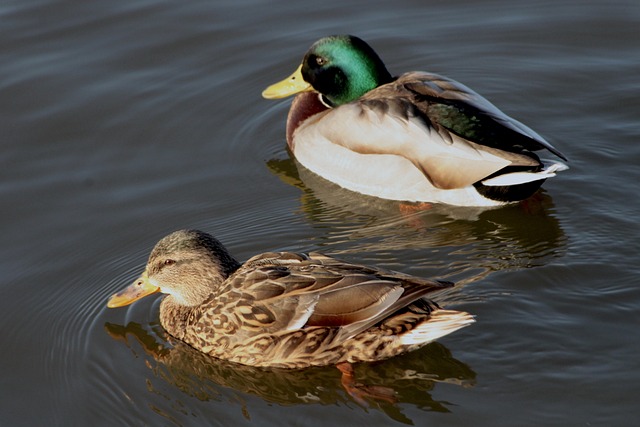 Ordfif og hjernetræning: Krydsordsløserens hemmelige våben